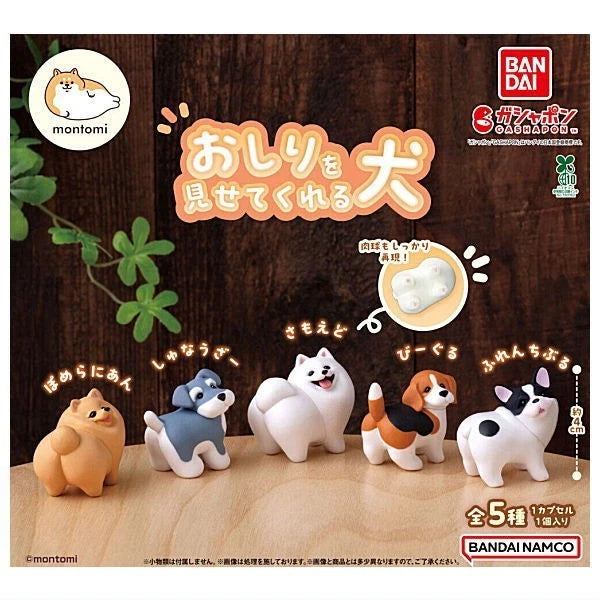 HY2467 Capsule toy Dogs that show their butts complete set