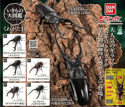 HY2237 Capsule toy Great Encyclopedia of Living Things Stag Beetles 11 complete