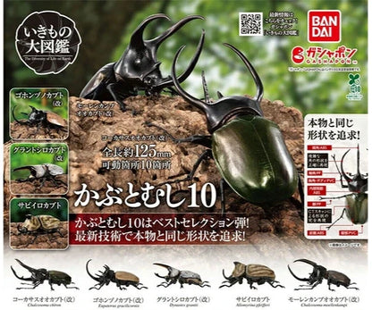 HY2092 Capsule toy The Great Encyclopedia of Animals 10 Beetles complete set